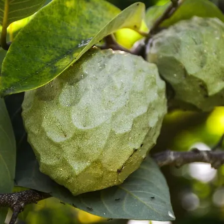 Casa de Férias Quinta Dos Frutos