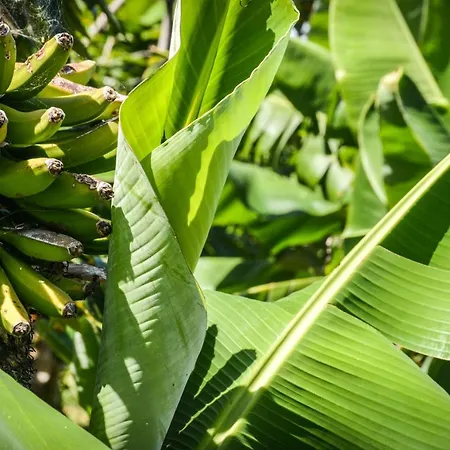 Quinta Dos Frutos Дом отдыха