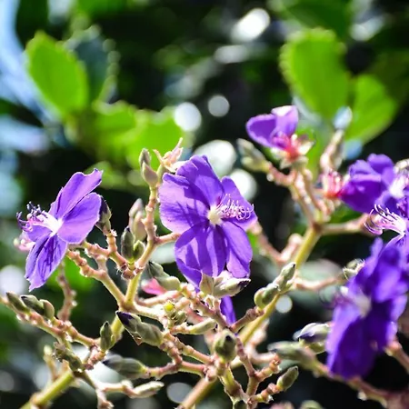 Quinta Dos Frutos Casa de Férias *