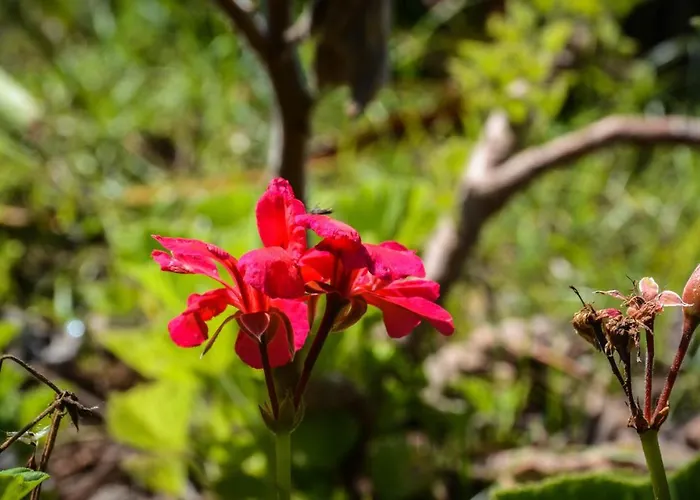 Quinta Dos Frutos Santa Cruz da Graciosa