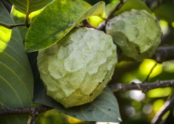 Сasa de vacaciones Quinta Dos Frutos