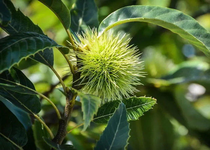 Quinta Dos Frutos Santa Cruz da Graciosa