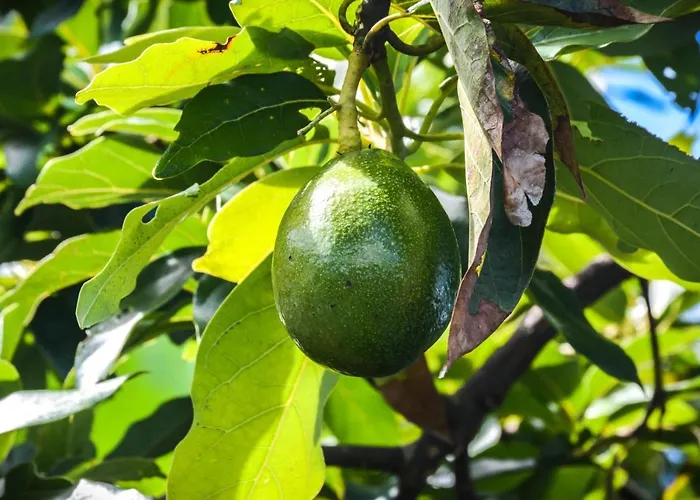Quinta Dos Frutos Сasa de vacaciones