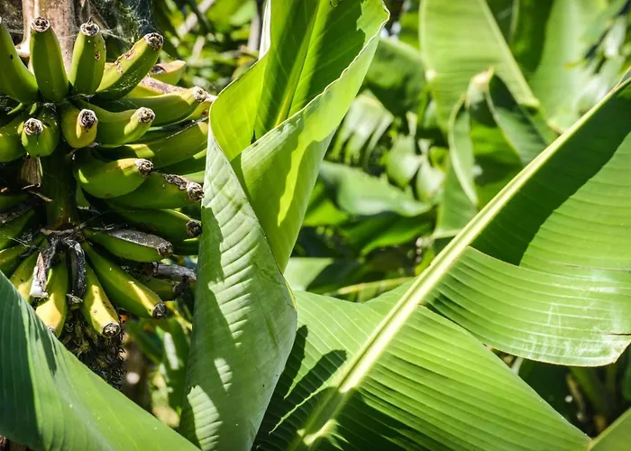 Quinta Dos Frutos Сasa de vacaciones