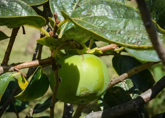 Сasa de vacaciones Quinta Dos Frutos Santa Cruz da Graciosa