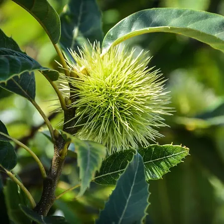 Quinta Dos Frutos Santa Cruz da Graciosa