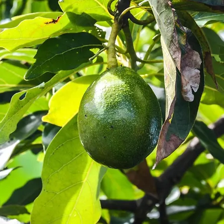 Quinta Dos Frutos Semesterbostad