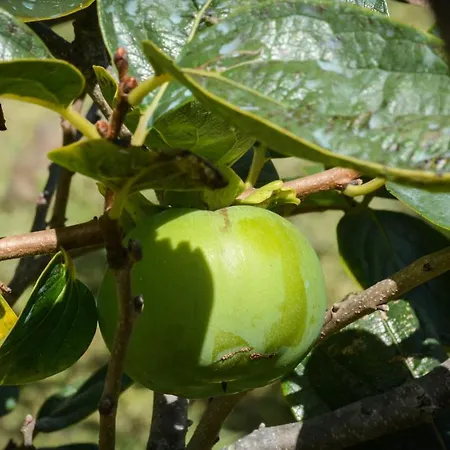 בית נופש Quinta Dos Frutos סנטה קרוז דה גרסיוזה