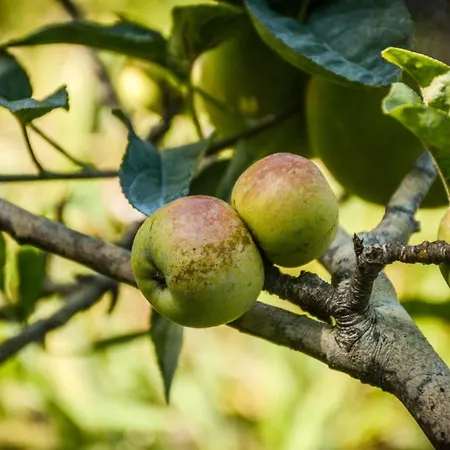 Quinta Dos Frutos