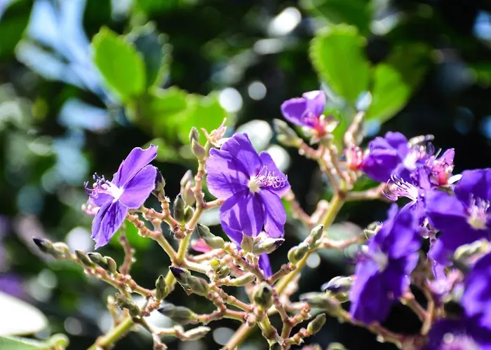 Quinta Dos Frutos Holiday home *